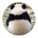 10860036_1529111360693823_445205040_a