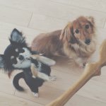 11098624_1621872371358151_458892145_a