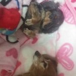 11022839_797081623660405_2089604277_a