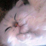 10903692_327336520794027_522199046_a