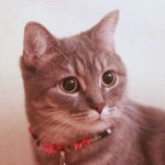 11256239_1408143309509316_952945886_a