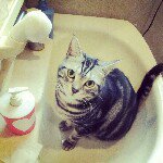 Profile_178217974_75sq_1338908382