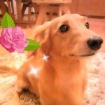 10554070_1610501595842976_88440367_a