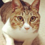 Profile_196012399_75sq_1344849673