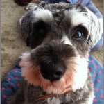 10864751_1526342897629291_418149146_a