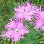 10817558_1397137380578168_1339468562_a