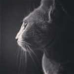 10661278_829492977084451_594911473_a