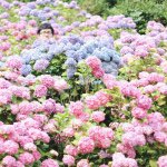 11055427_416829798478404_1758927253_a