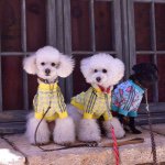 10948711_915903761794392_827055115_a