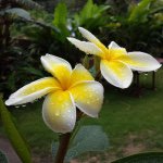 1390375_910883882307563_917096929_a