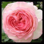 Profile_213457437_75sq_1363172876