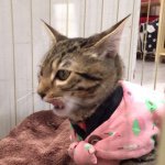 11117066_1566473246958728_645195852_a