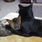 Profile_370025867_75sq_1371380567