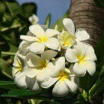 11022824_1621284984772697_565912766_a