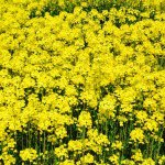 11098370_734360320017882_1148601767_a