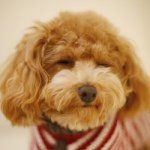 Profile_227968794_75sq_1373637546