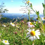 10954696_1437127969911952_194525989_a