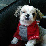 11190751_1432932920335962_382047187_a