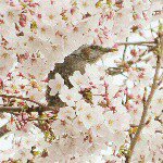 11094487_1560085900927727_2018621132_a