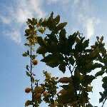 11143067_667727816707385_1789845200_a