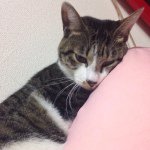 10864869_1568207250074958_600458013_a