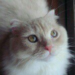 10597368_610283435759343_256639607_a