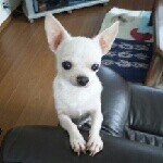 10358289_1503370123225176_457050732_a