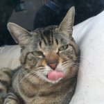 11205874_1582113075392823_68380606_a