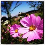 Profile_536252135_75sq_1381149265