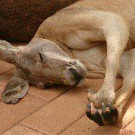 10986420_1431265850498220_1705114137_a