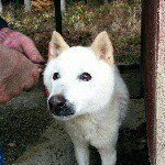 10549757_1573854046226896_1674661517_a