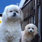 11116692_1623266431239658_2054836517_a