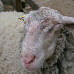 11111453_360574800808967_1826496822_a