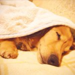 10724978_914341008598460_1367254821_a