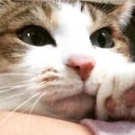 10817582_932089906856063_1367135787_a