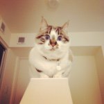 10787780_1552510611699053_973820312_a