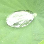 10654918_346463402189227_502222550_a