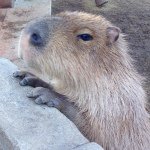 10424452_1524108541195319_833319145_a