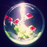 1208266_1469029423385539_36632411_a