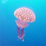 Profile_314495248_75sq_1371388878