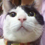 10808887_361785090650337_221312125_a