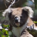 10817754_739111336144814_273308907_a