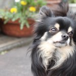 11355983_898494533572106_590489515_a