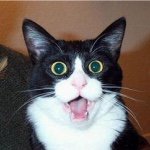 11186811_1439961049637012_417640626_a