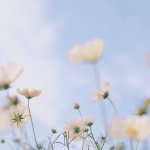 10747764_1578477529042827_847625736_a