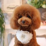 10986314_762279117189996_997446001_a