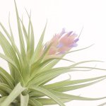 10953373_928064867256908_1763236764_a