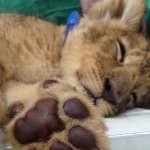 10362205_238870826308761_988817897_a