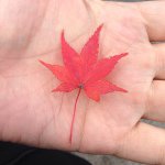 10817940_737855102973933_12659170_a