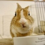 Profile_34553880_75sq_1386247742